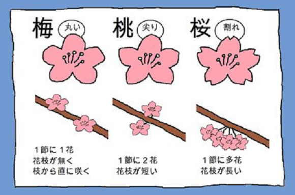 「櫻花」、「梅花」、「桃花」永遠分不清楚？你需要一個更簡易的方法來辨別 1
