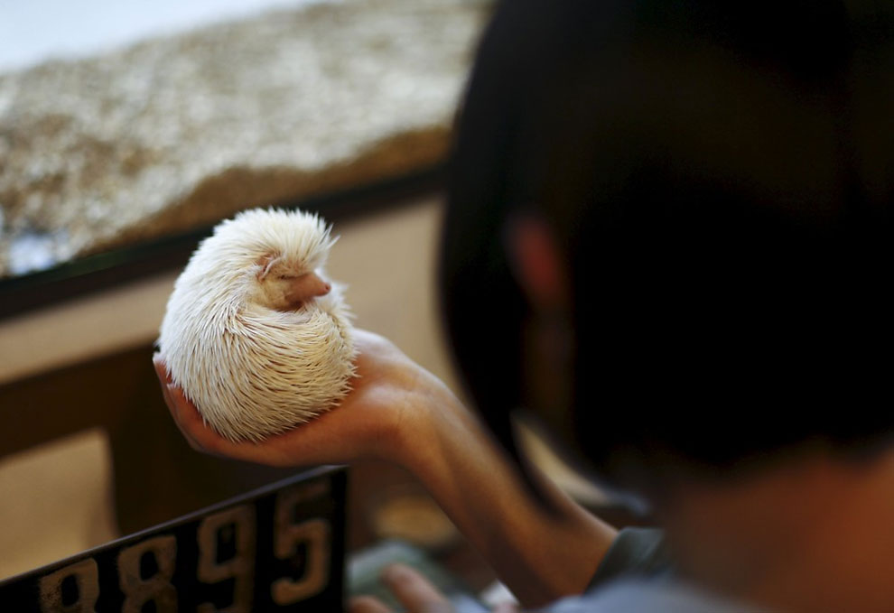 東京的刺猬咖啡館，讓所有人都排隊等著摸摸抱抱這些可愛小動物 6