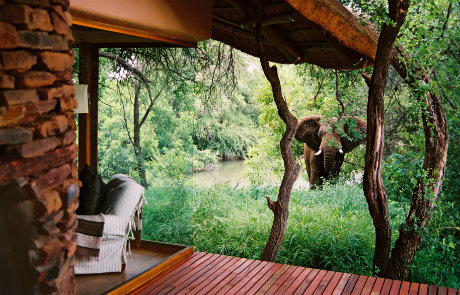 讓大象陪你一起游泳：6 間有野生動物做伴的酒店 1