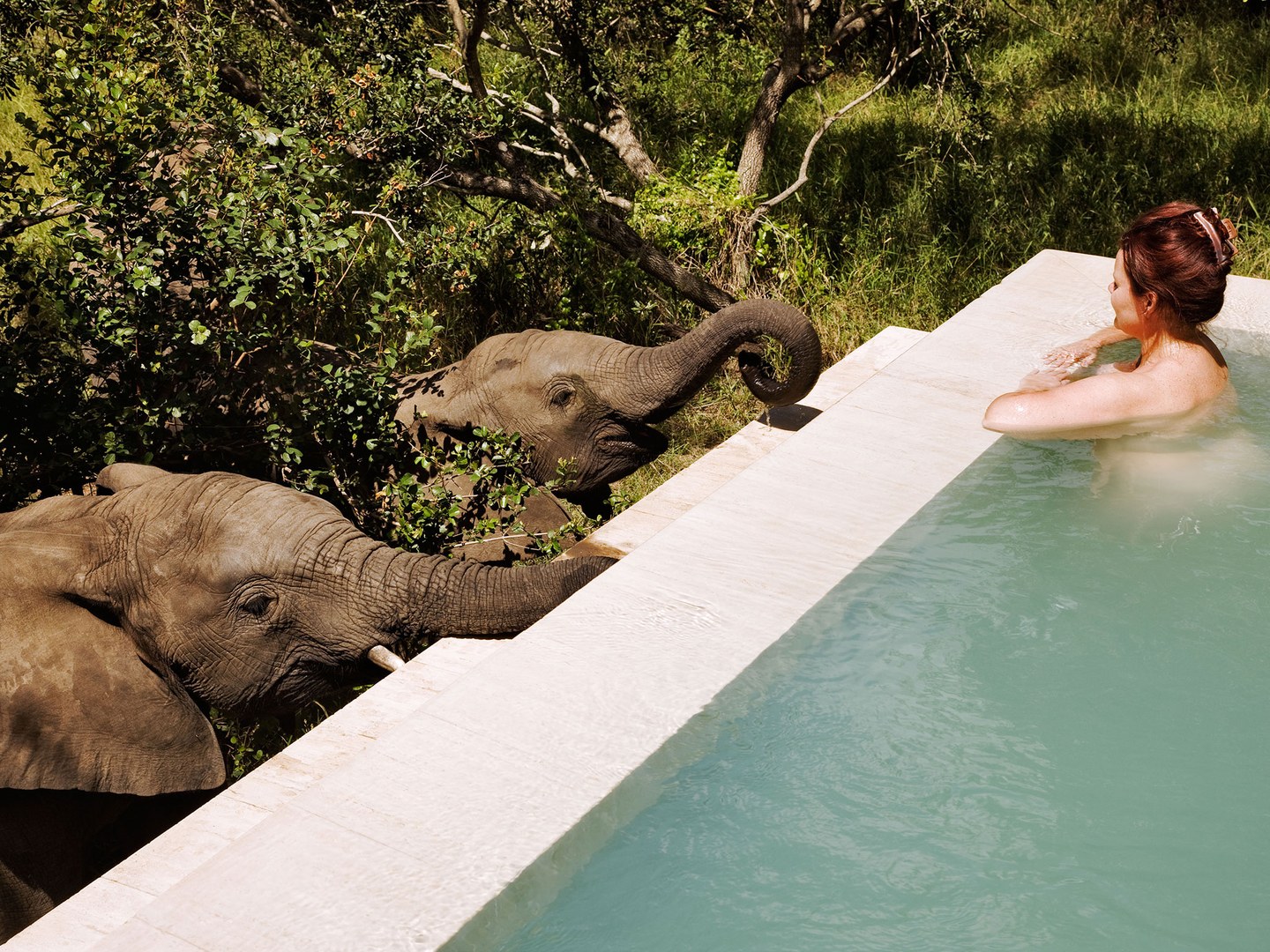 讓大象陪你一起游泳：6 間有野生動物做伴的酒店 1